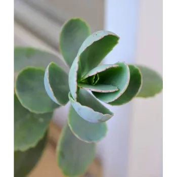Succulent Plant